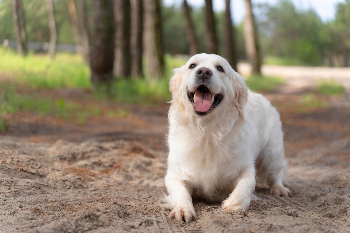 9 Rule-Following Dog Breeds That Are Born Obedient 9 Rule-Following Dog Breeds That Are Born Obedient