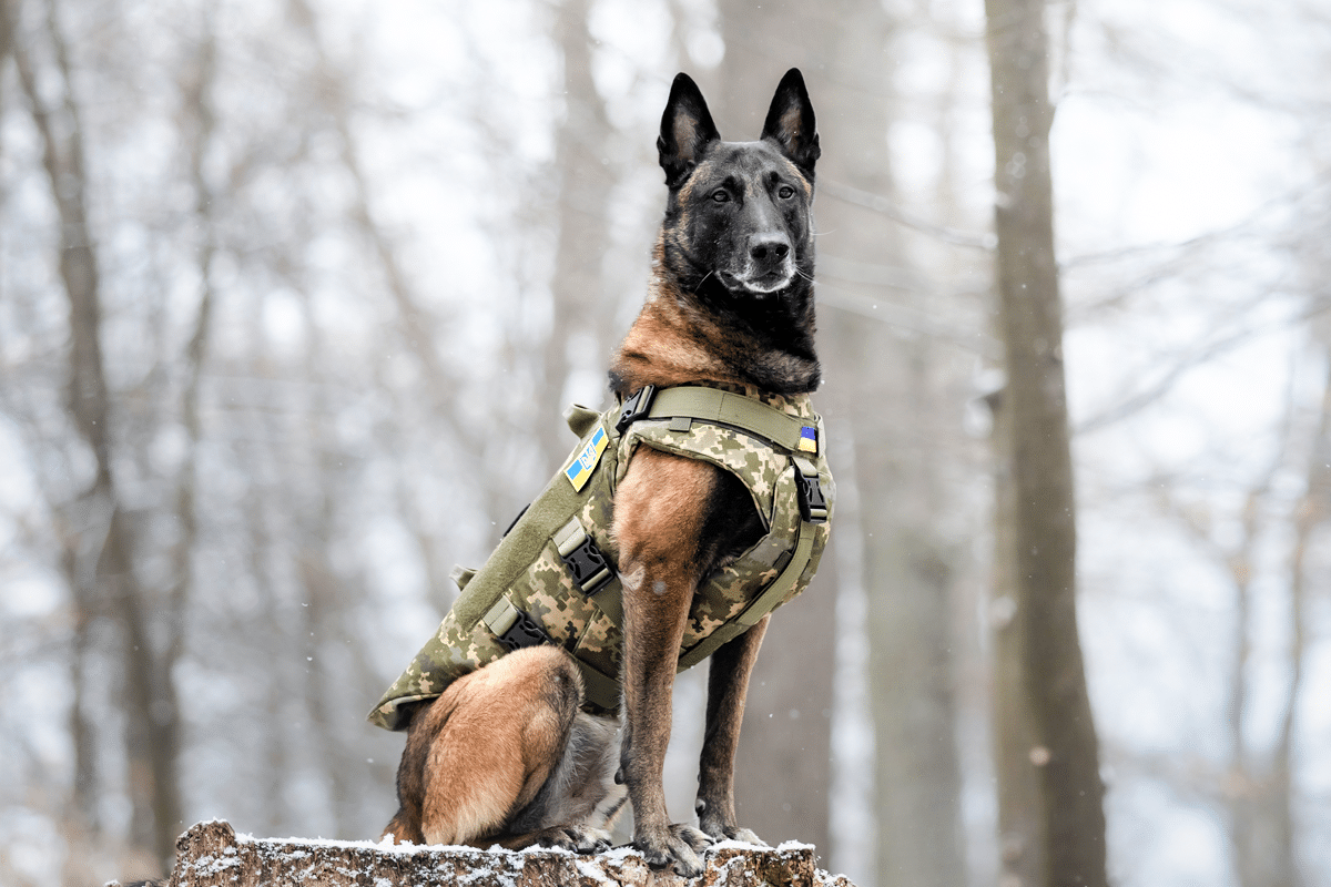 9 Self-Sufficient Dog Breeds That Handle Alone Time Like Pros 9 Self-Sufficient Dog Breeds That Handle Alone Time Like Pros