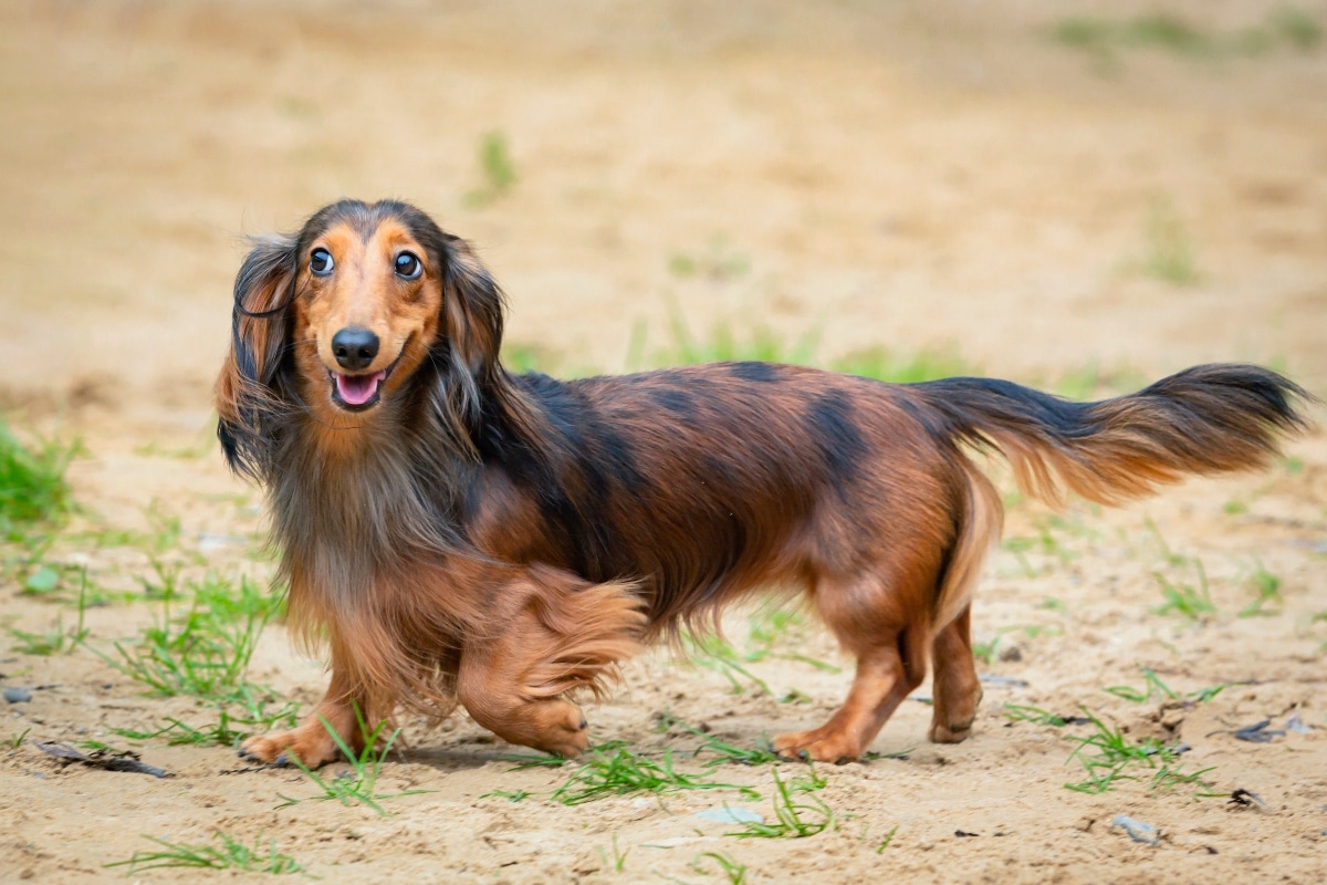 9 Silly Dog Breeds That Act Like Clowns 9 Silly Dog Breeds That Act Like Clowns
