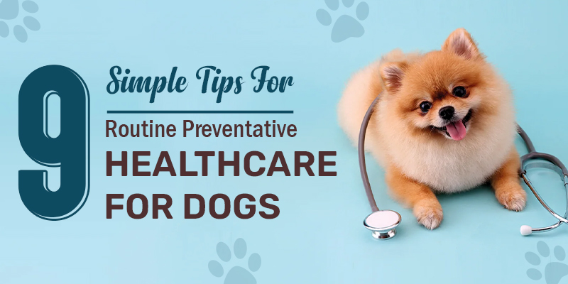 9 Simple Tips For Routine Preventative Healthcare For Dogs 9 Simple Tips For Routine Preventative Healthcare For Dogs