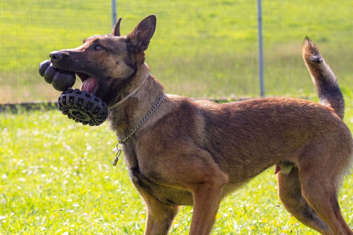 9 Smart Dog Breeds That Impress Everyone 9 Smart Dog Breeds That Impress Everyone