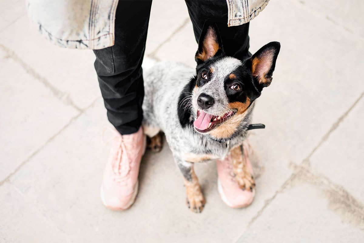 9 Tender Dog Breeds That Want to Be Where You Are 9 Tender Dog Breeds That Want to Be Where You Are