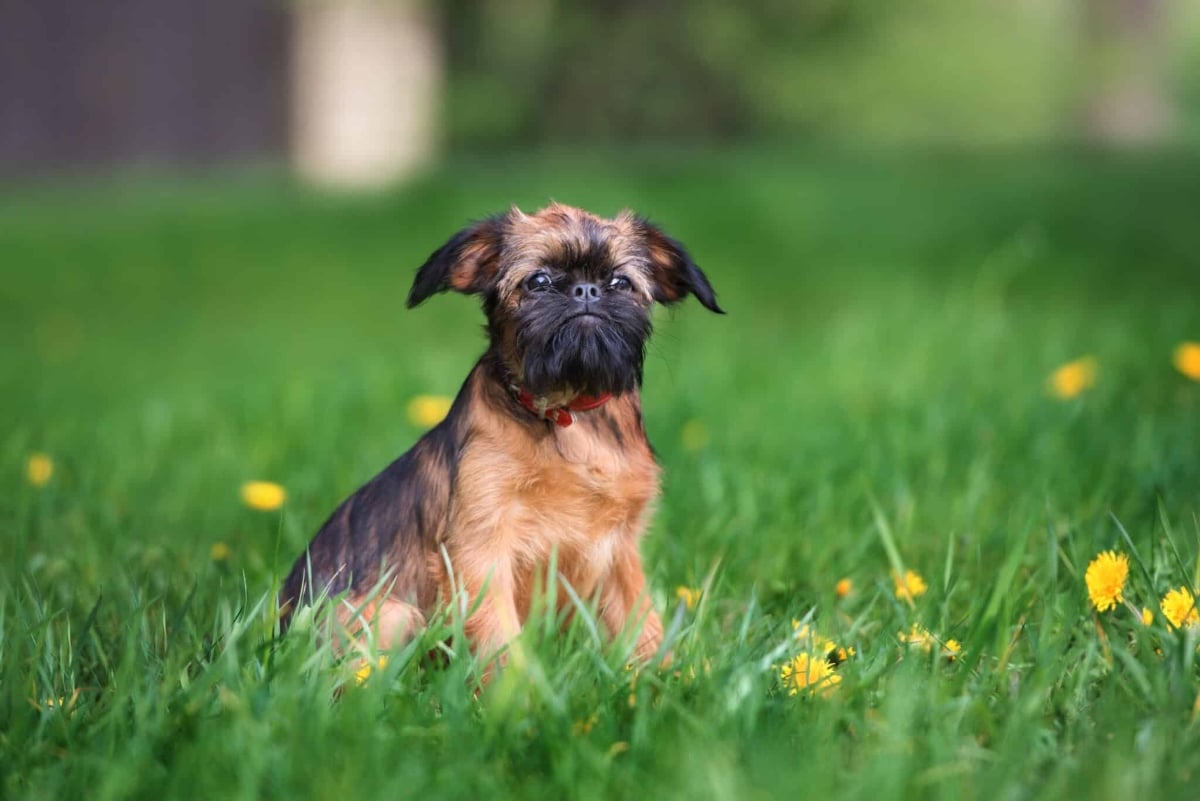 9 Tiny Dog Breeds That Are Born for Cuddles 9 Tiny Dog Breeds That Are Born for Cuddles
