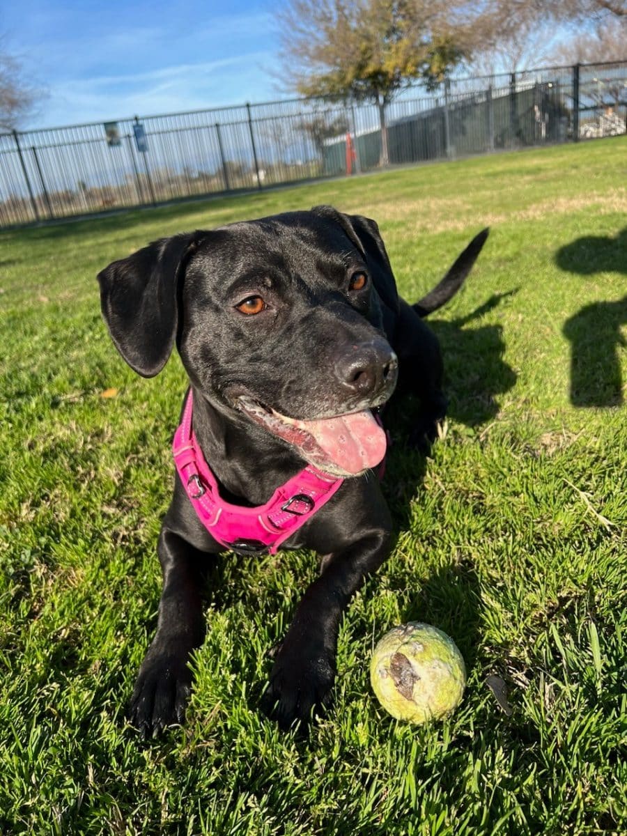 900 Days of Waiting Gone in a Day—Dog’s Adoption Didn’t Last Long 900 Days of Waiting Gone in a Day—Dog’s Adoption Didn’t Last Long