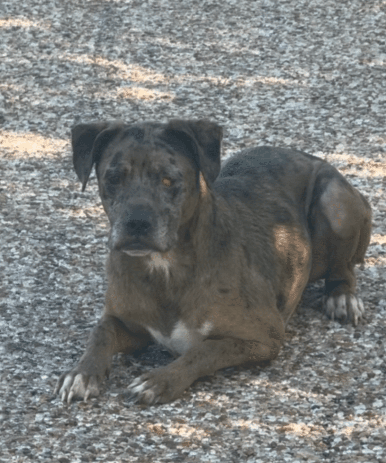 Abandoned and Afraid, Starsky & Hutch Found Hope—Thanks to iHeartDogs Customers Abandoned and Afraid, Starsky & Hutch Found Hope—Thanks to iHeartDogs Customers