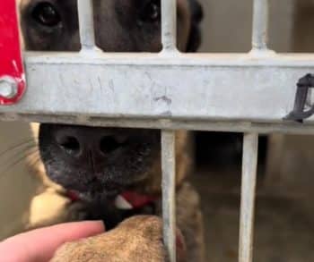 Behind Her Injured Paws Was a Story of Survival and Silent Strength Behind Her Injured Paws Was a Story of Survival and Silent Strength