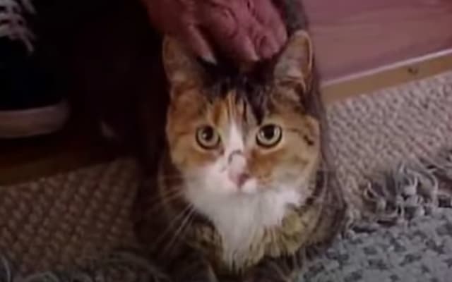 Brave Cat Jumps In to Protect Elderly Owner From Four Angry Dogs Brave Cat Jumps In to Protect Elderly Owner From Four Angry Dogs