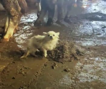 Buried and Helpless in a Cow Stable, Her Survival Was Against All Odds Buried and Helpless in a Cow Stable, Her Survival Was Against All Odds