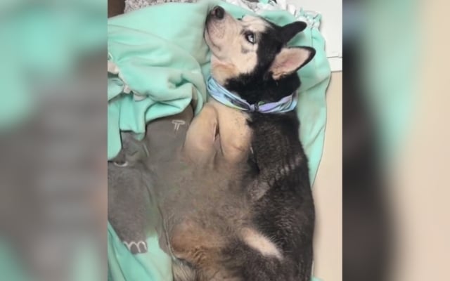 California Woman Adopts Dog—Totally Shocked by What Happened That First Night California Woman Adopts Dog—Totally Shocked by What Happened That First Night