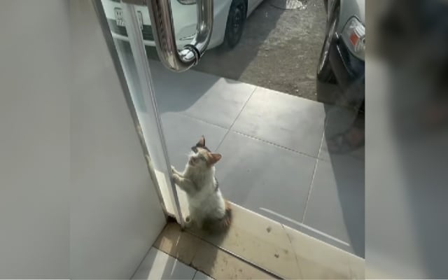 Cat Pleads With Store Owner to Escape the Scorching Heat Cat Pleads With Store Owner to Escape the Scorching Heat