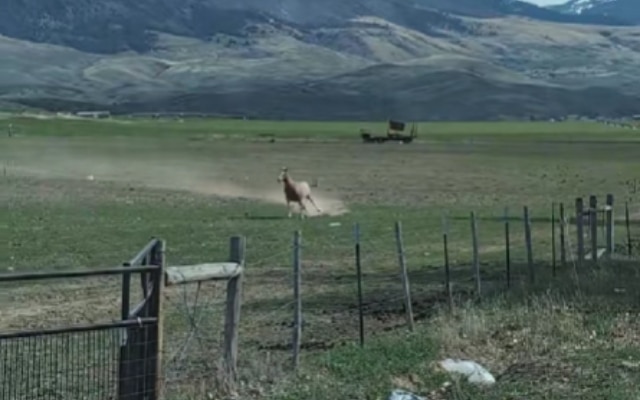Chill Horse Turns Wildly Excited When Snack Lady Arrives Chill Horse Turns Wildly Excited When Snack Lady Arrives