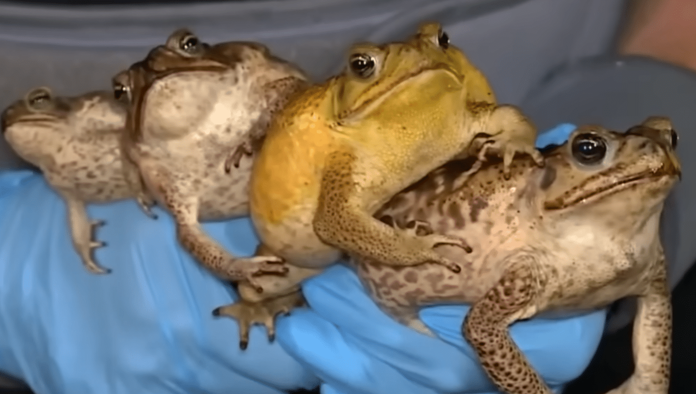 Dangerous Toxic Toads Are Invading Local Neighborhoods And It Has Pet Parents Worried Dangerous Toxic Toads Are Invading Local Neighborhoods And It Has Pet Parents Worried
