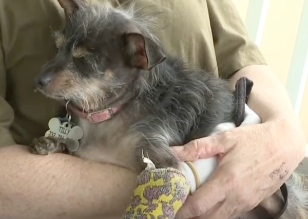 Dog Mom Fights Off Deranged Animal Attacking Her Dog In Backyard Dog Mom Fights Off Deranged Animal Attacking Her Dog In Backyard
