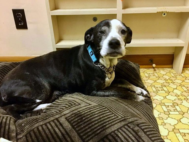 Family Brings Dog To Be Euthanized Because They “Don’t Want To Care For Her Anymore” Family Brings Dog To Be Euthanized Because They “Don’t Want To Care For Her Anymore”