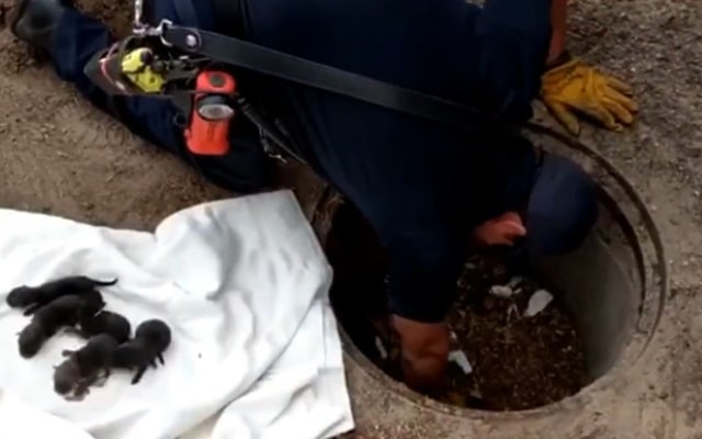 Firefighters Rescue ‘Puppies’—Then Realize They’re Not Puppies at All Firefighters Rescue ‘Puppies’—Then Realize They’re Not Puppies at All