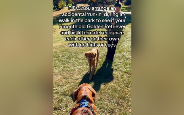 Golden Retriever “Accidentally” Reunites with Sibling at the Park – Did They Recognize Each Other? Golden Retriever “Accidentally” Reunites with Sibling at the Park – Did They Recognize Each Other?