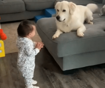 Golden Retriever Can’t Contain His Excitement When Sis Takes First Steps Golden Retriever Can’t Contain His Excitement When Sis Takes First Steps