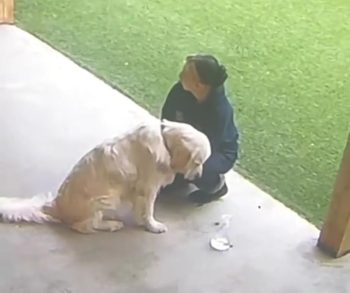 Golden Retriever Left Behind at Daycare Has the Saddest Little Look Golden Retriever Left Behind at Daycare Has the Saddest Little Look