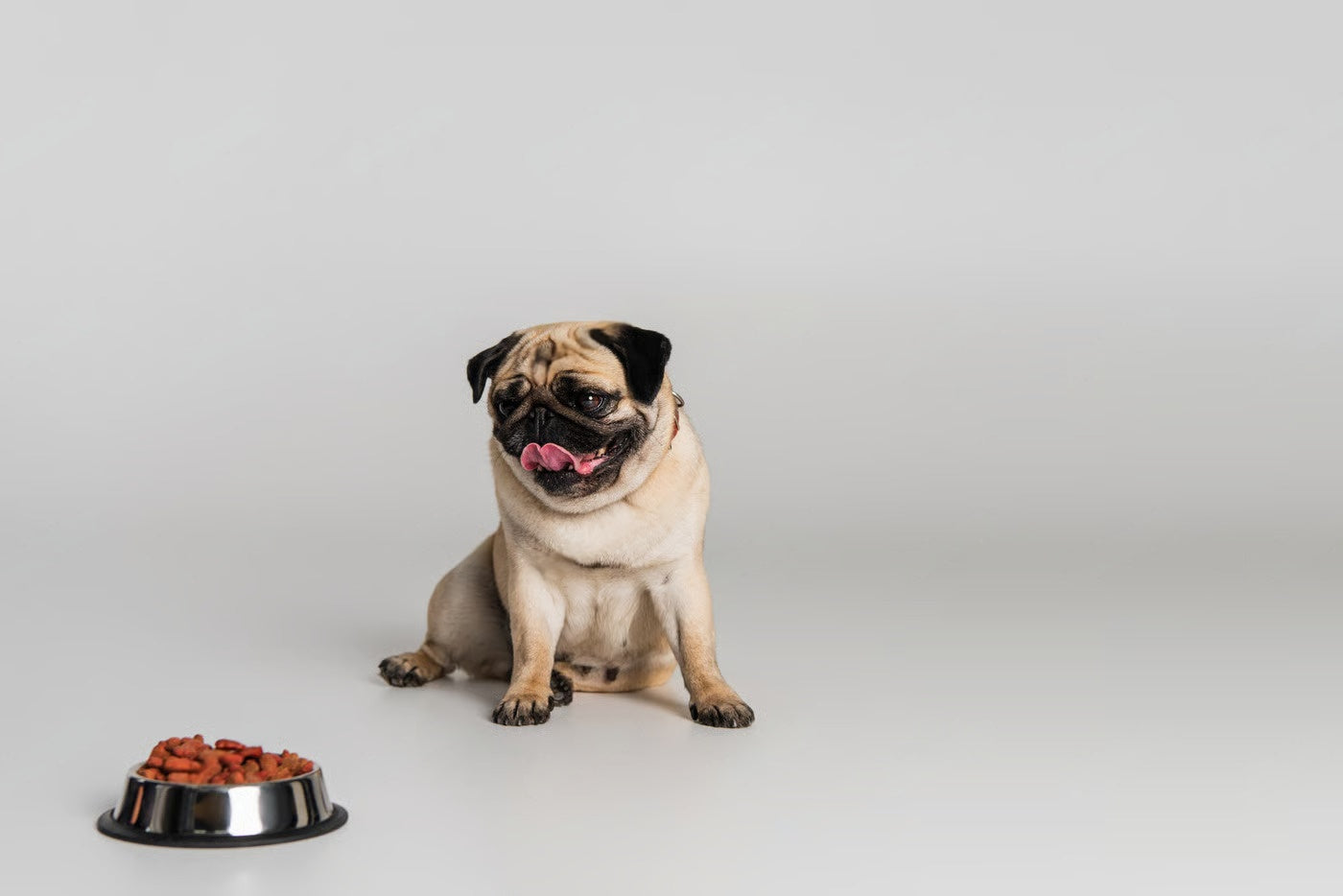 Grooming, Behavior, Diet & Exercise Tips – Petsworld