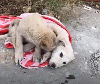 He Stayed Beside His Motionless Sister, Hoping She’d Be Okay He Stayed Beside His Motionless Sister, Hoping She’d Be Okay