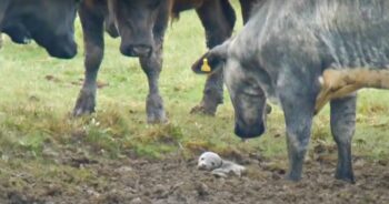 Herd Of Cows Find Buried Puppy In The Mud, Then Man Looks Through A Telescope Herd Of Cows Find Buried Puppy In The Mud, Then Man Looks Through A Telescope