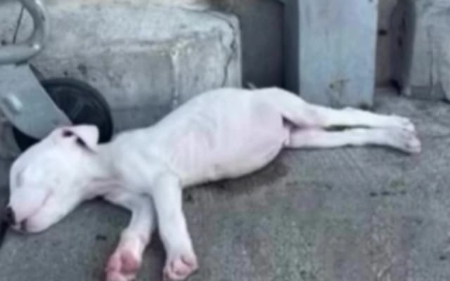 Hopeful Pup Waits by Shelter Gate, Still Dreaming of a Forever Home Hopeful Pup Waits by Shelter Gate, Still Dreaming of a Forever Home