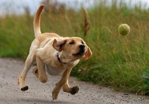 How Does Having A Pet Help You Relieve Your Stress Problems? – Petsworld
