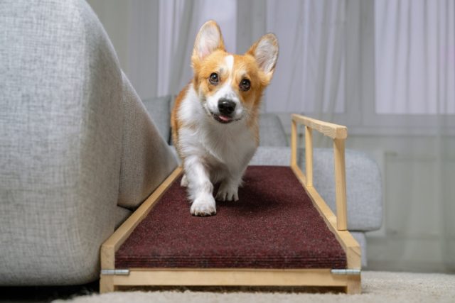 How to Create a Safe and Supportive Home for Your Specially-Abled Dog How to Create a Safe and Supportive Home for Your Specially-Abled Dog