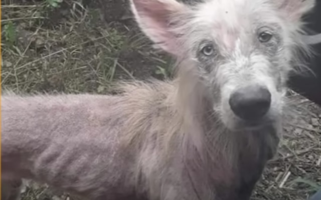 Hungry, Abandoned Dog Walks Up to Truck Driver Begging for Help Hungry, Abandoned Dog Walks Up to Truck Driver Begging for Help