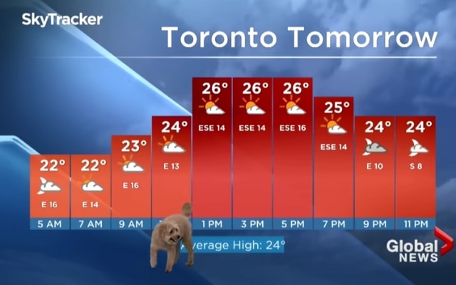 Hungry Pup Crashes Dad’s Weather Report and Steals the Spotlight Hungry Pup Crashes Dad’s Weather Report and Steals the Spotlight