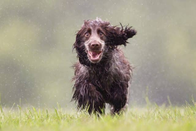 Hurricane Preparedness Tips for Dog Owners Hurricane Preparedness Tips for Dog Owners