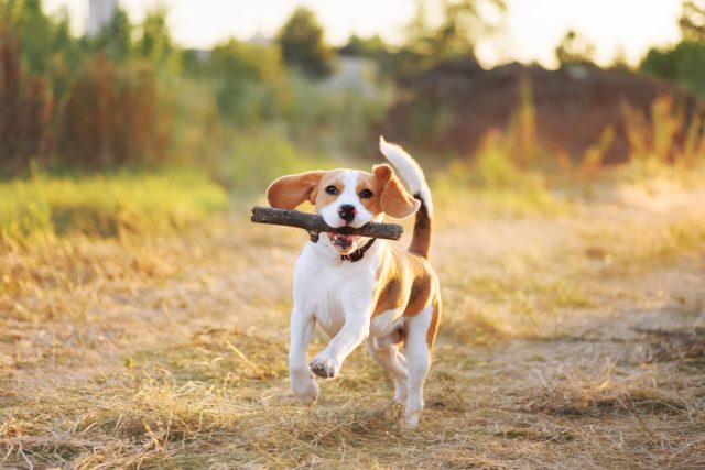 Keep Your Dog Safe Outdoors With These Wireless & GPS Dog Fences Keep Your Dog Safe Outdoors With These Wireless & GPS Dog Fences