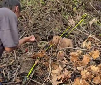 Lost in the Forest, This Pup’s Journey Home Ends in a Tearful Reunion Lost in the Forest, This Pup’s Journey Home Ends in a Tearful Reunion