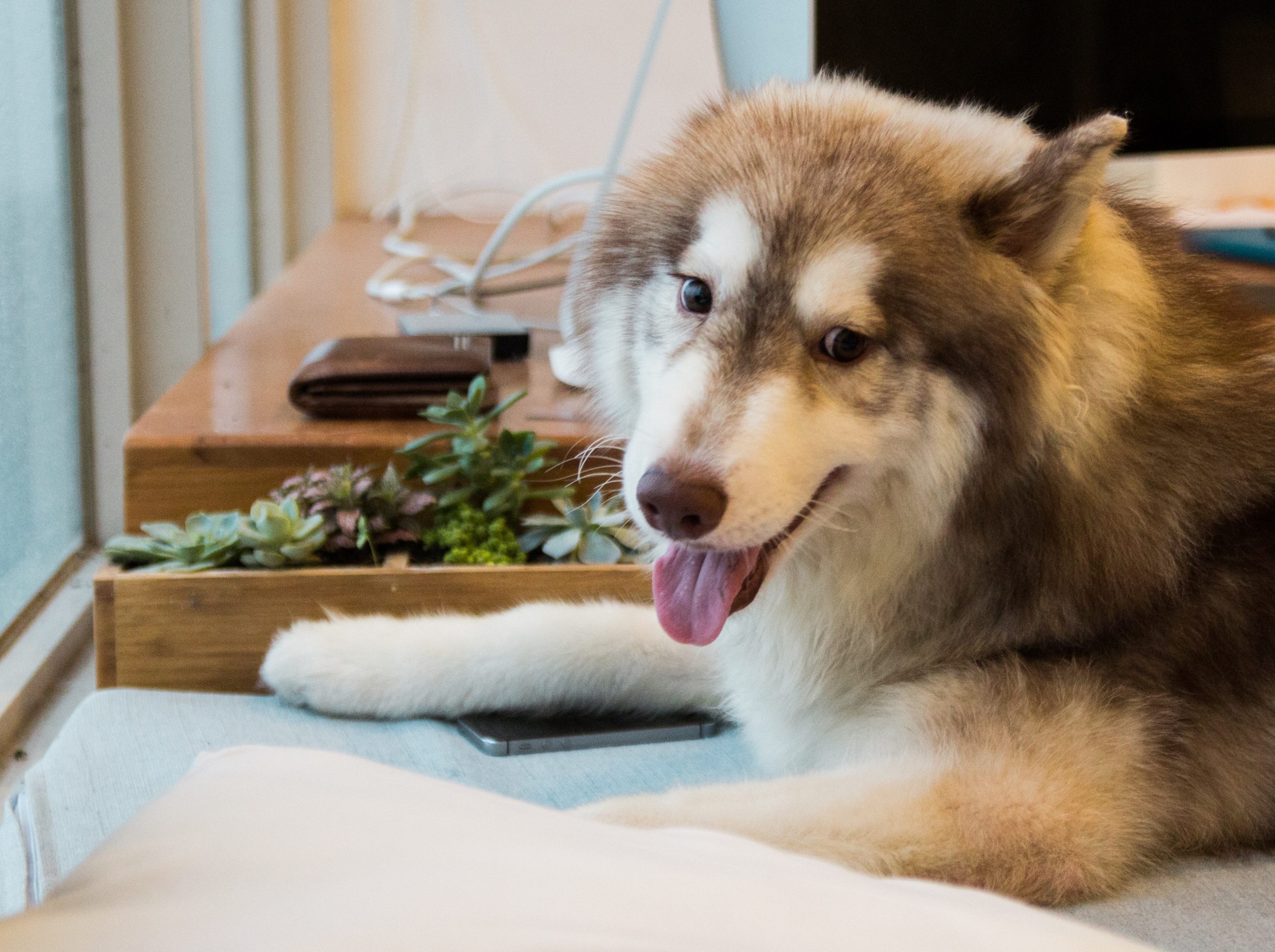 Male & Female Husky Weights & Heights by Age Male & Female Husky Weights & Heights by Age