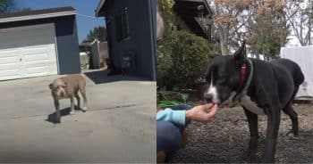 Man Feels Guilty for Letting Down His Dog: ‘I Earned His Trust, Now I’m Hurting Him Man Feels Guilty for Letting Down His Dog: ‘I Earned His Trust, Now I’m Hurting Him