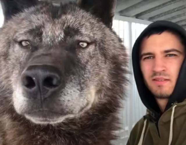Man Lives With Largest Wolf On The Planet And Plays With Him Like He’s A Puppy Man Lives With Largest Wolf On The Planet And Plays With Him Like He’s A Puppy