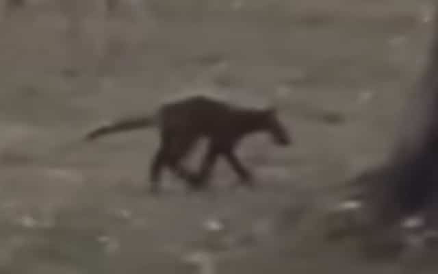 Mysterious Creature Baffles Locals And Experts Weigh In On What It Could Be Mysterious Creature Baffles Locals And Experts Weigh In On What It Could Be