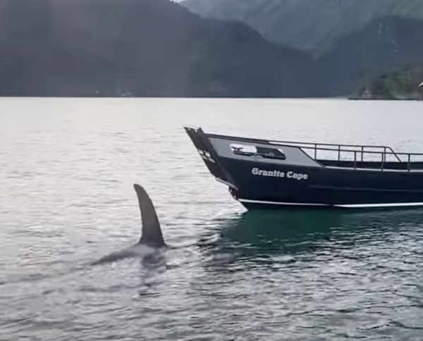 Otter Seeks Refuge On Man’s Boat As He Barely Escapes Jaws Of Killer Whale Otter Seeks Refuge On Man’s Boat As He Barely Escapes Jaws Of Killer Whale