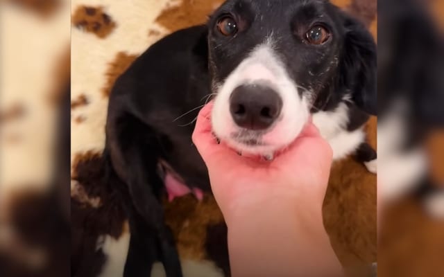 Pregnant Dog Saved Just in Time, Gives Birth to 9 Puppies Pregnant Dog Saved Just in Time, Gives Birth to 9 Puppies