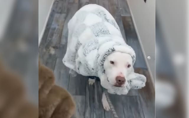 Shelter Dog Snuggled in Blanket for 314th Night Breaks Everyone’s Heart Online Shelter Dog Snuggled in Blanket for 314th Night Breaks Everyone’s Heart Online