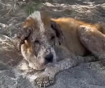 Tears Fell as This Elderly Dog Faced the Cold Streets Alone Tears Fell as This Elderly Dog Faced the Cold Streets Alone