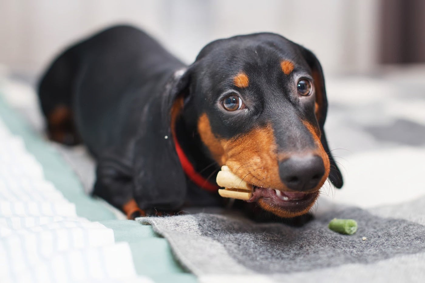 Temperament, Diet & Grooming Tips – Petsworld