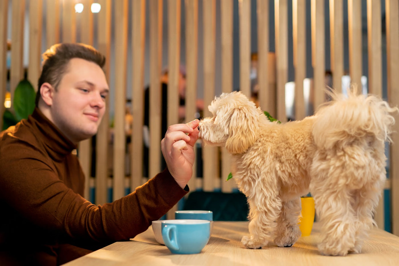 Temperament, Health & Exercise – Petsworld
