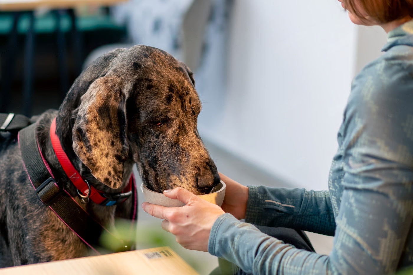 Temperament, Health & Training – Petsworld