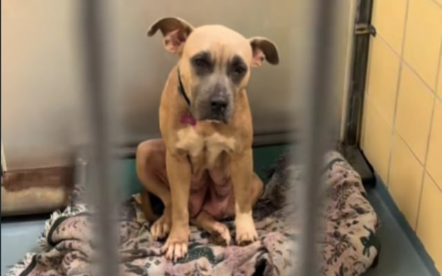 Texas Shelter Volunteer Meets Lonely Dog Who’s Never Known Love Texas Shelter Volunteer Meets Lonely Dog Who’s Never Known Love
