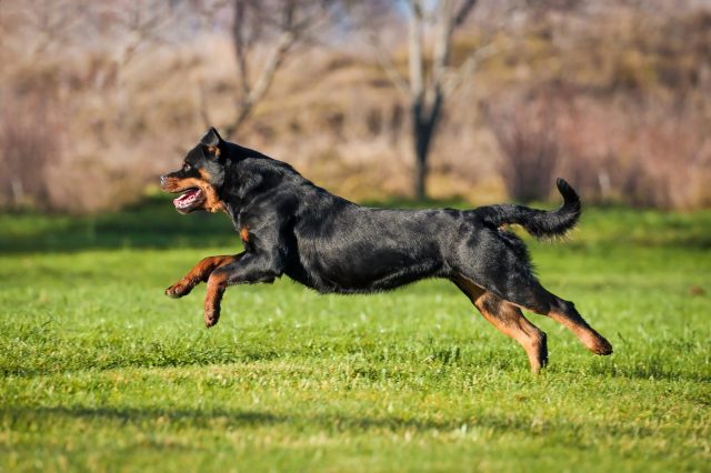 The 6 Best Protein Supplements For Dogs The 6 Best Protein Supplements For Dogs