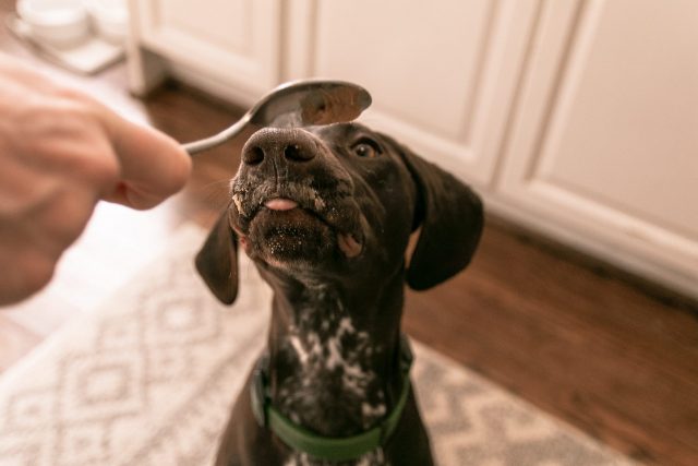 The 7 Best Dog Peanut Butter Options The 7 Best Dog Peanut Butter Options