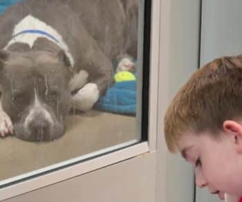 The Bond Between a Boy and a Shelter Dog Led to Something Amazing The Bond Between a Boy and a Shelter Dog Led to Something Amazing