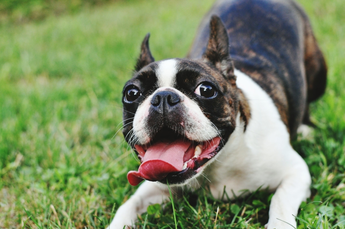 The Top 15 Goofy Dog Breeds To Make You Laugh The Top 15 Goofy Dog Breeds To Make You Laugh
