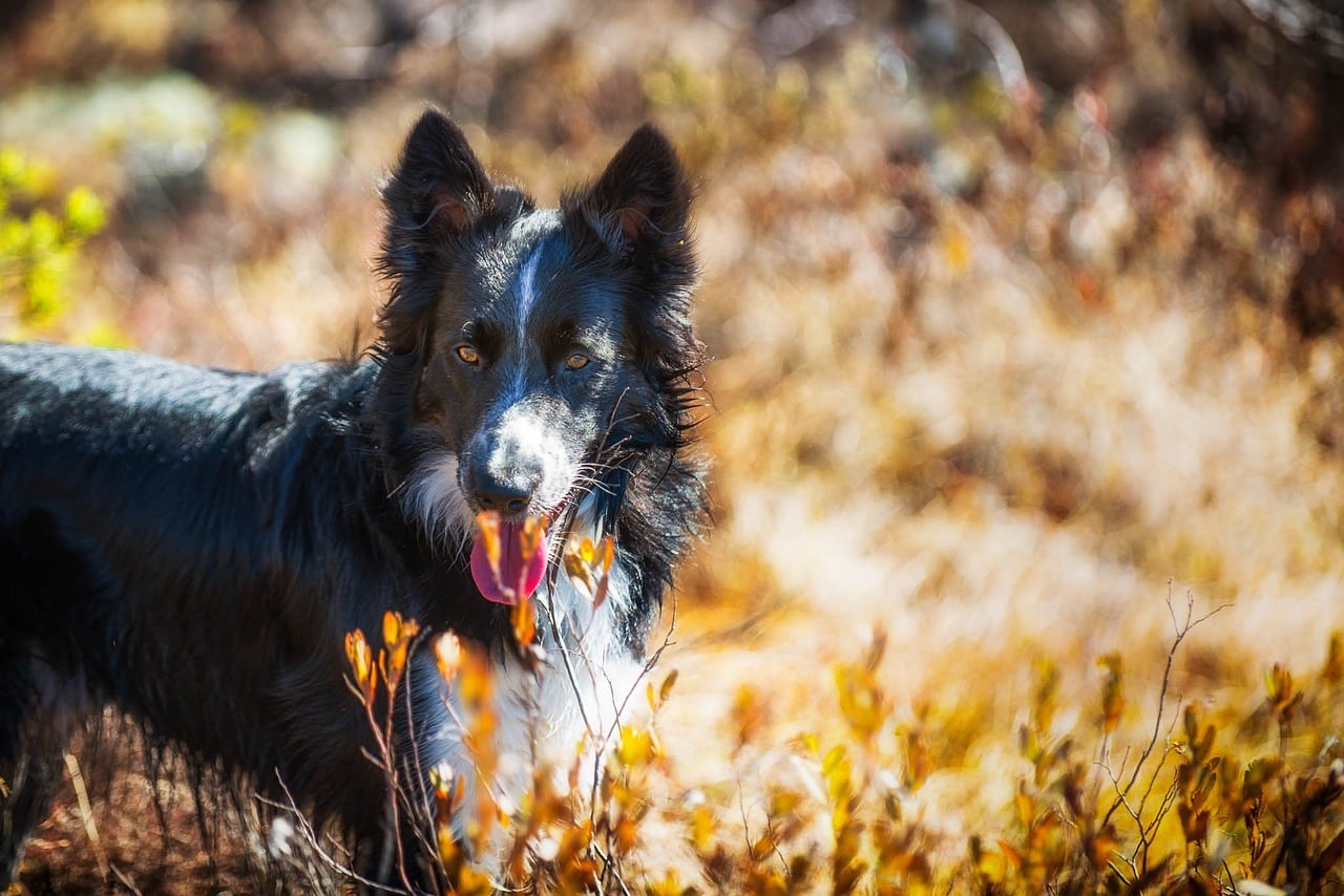 The Ultimate 11 Dog Breeds That Were Once The Pride Of The American Working Class The Ultimate 11 Dog Breeds That Were Once The Pride Of The American Working Class
